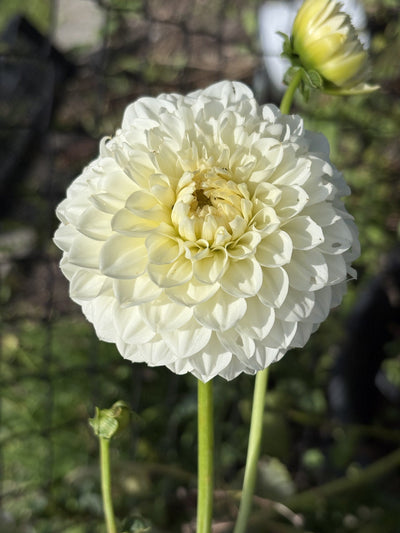 Boundary Snowflake dahlia
