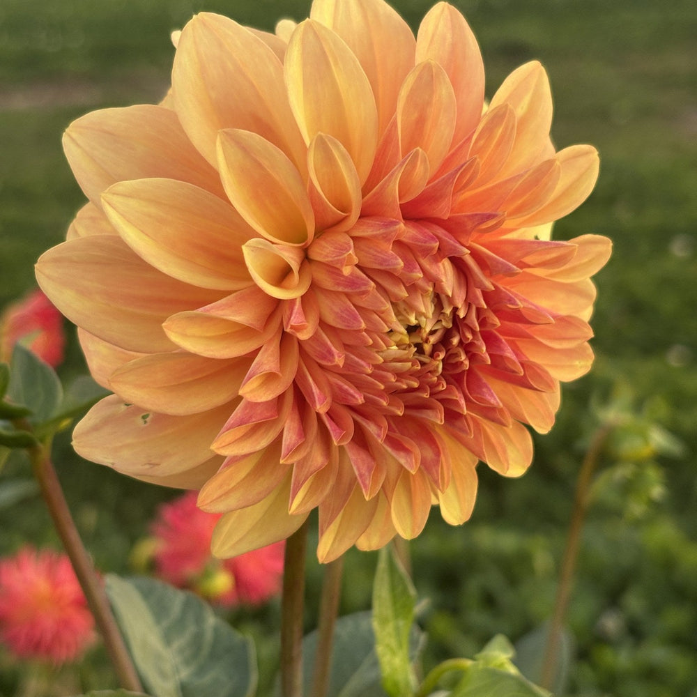 Bracken Palomino dahlia