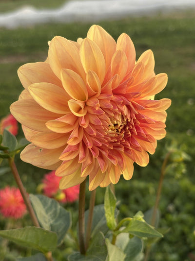 Bracken Palomino dahlia