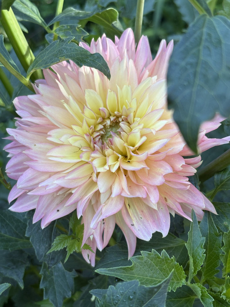 Burfoot Lotus dahlia