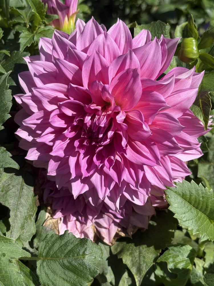 Cafe au Lait Twist dahlia