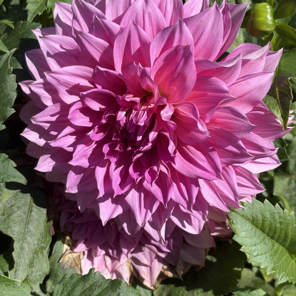 Cafe au Lait Twist dahlia