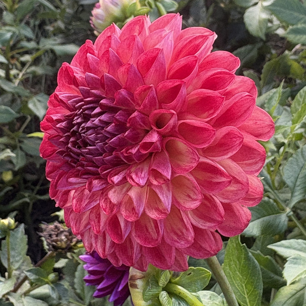 Camano Mordor dahlia
