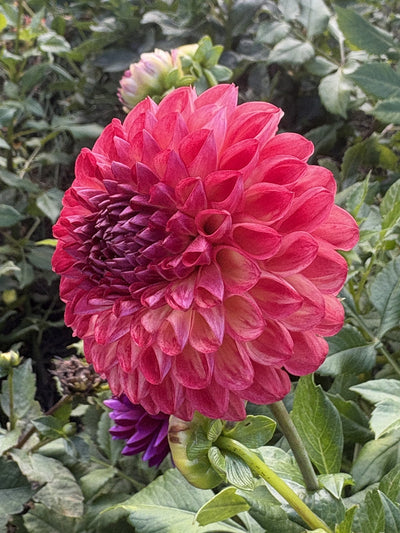 Camano Mordor dahlia