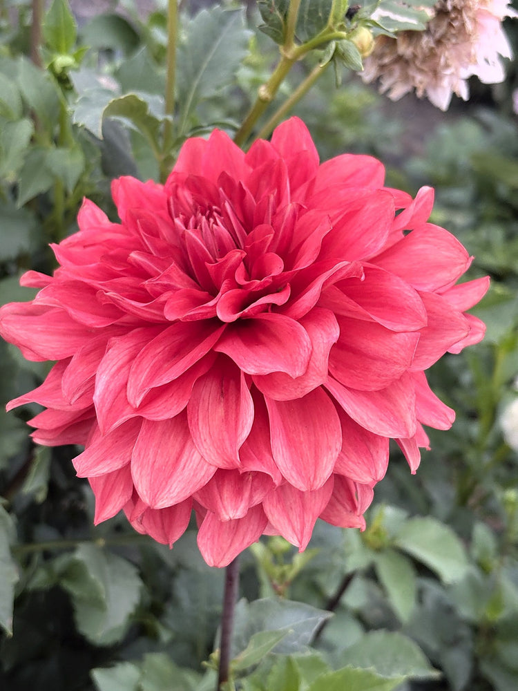 Camino Crash dahlia