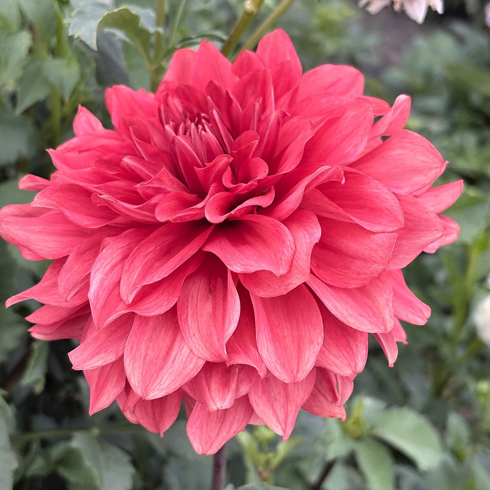 Camino Crash dahlia