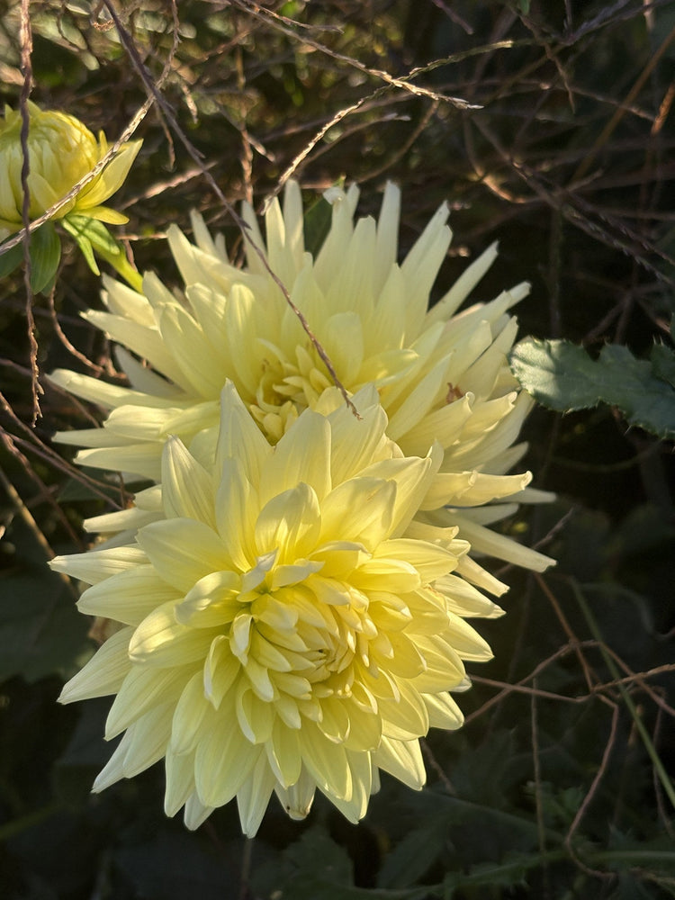 Carmen Alli dahlia