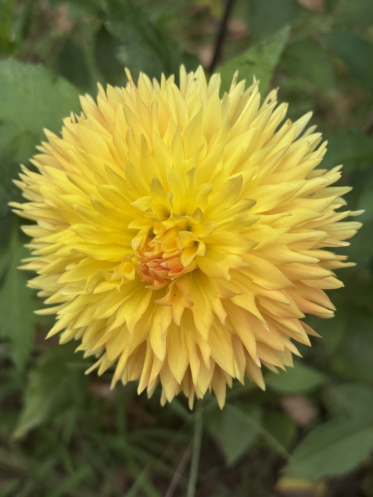 Carrot Cake dahlia