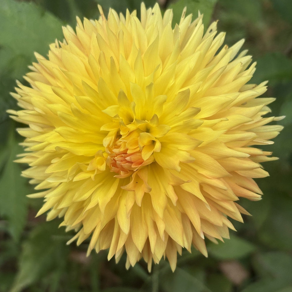 Carrot Cake dahlia