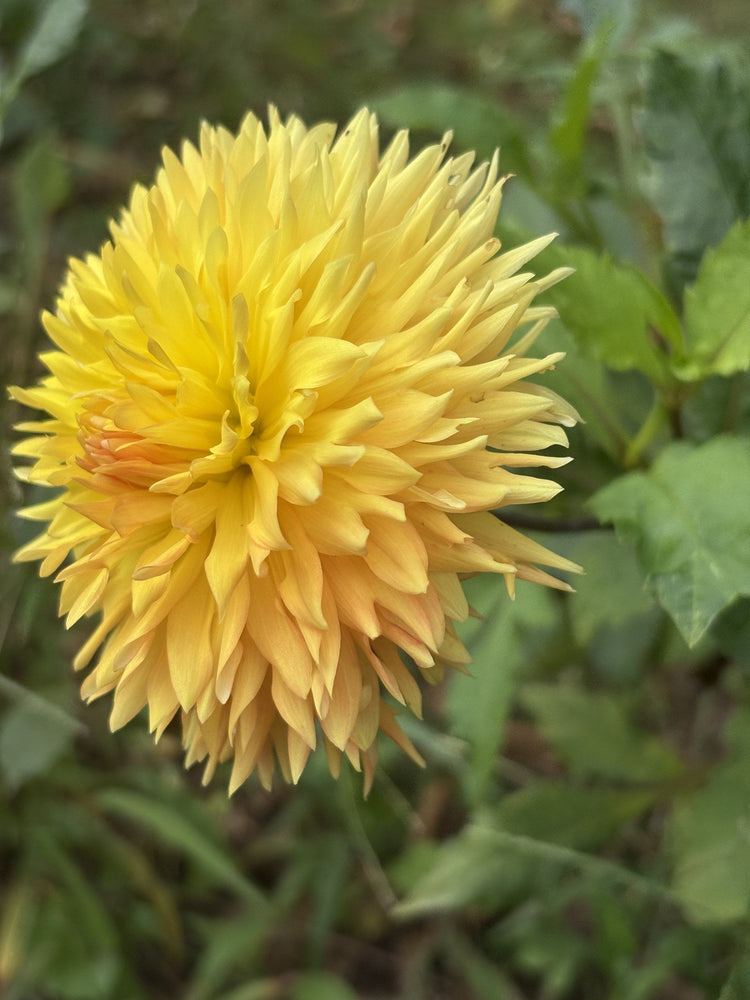 Carrot Cake dahlia