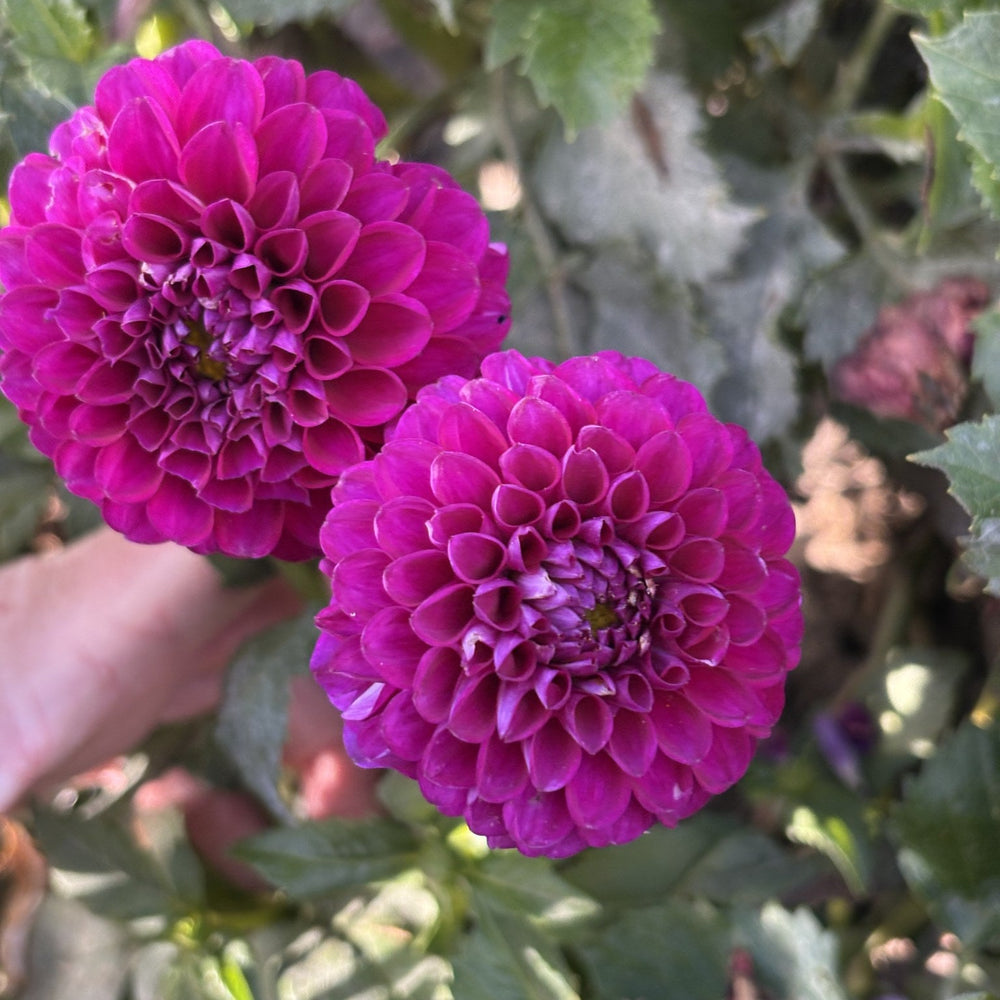 CB Little Gem dahlia