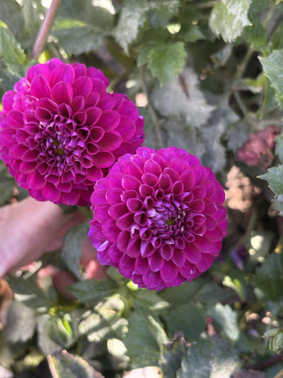CB Little Gem dahlia