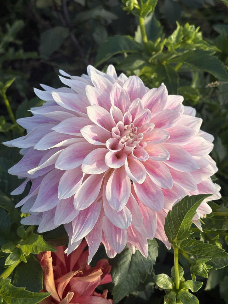 CDP Misty Dawn dahlia