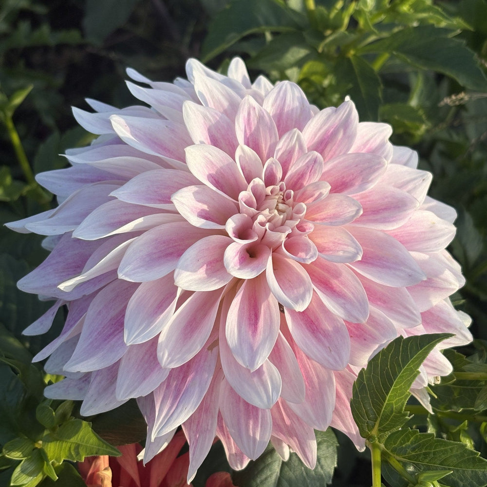 CDP Misty Dawn dahlia