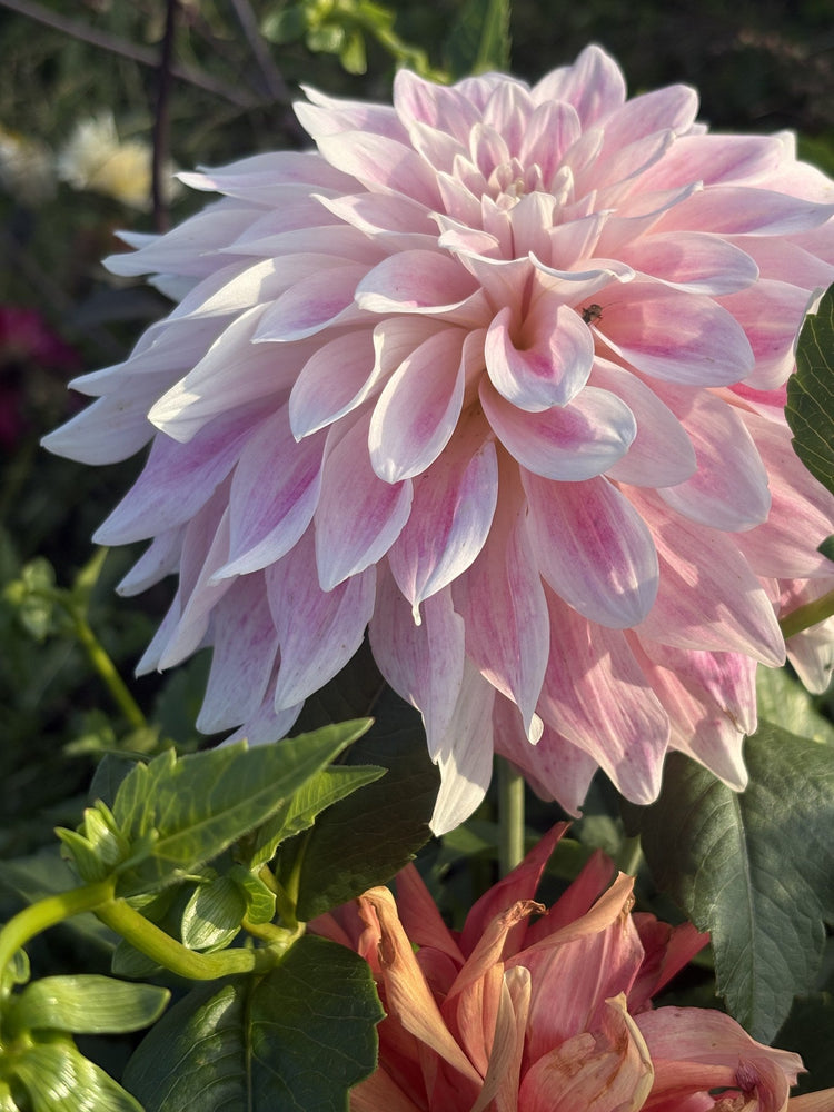 CDP Misty Dawn dahlia