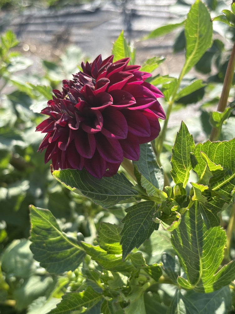 Chi Black Velvet dahlia