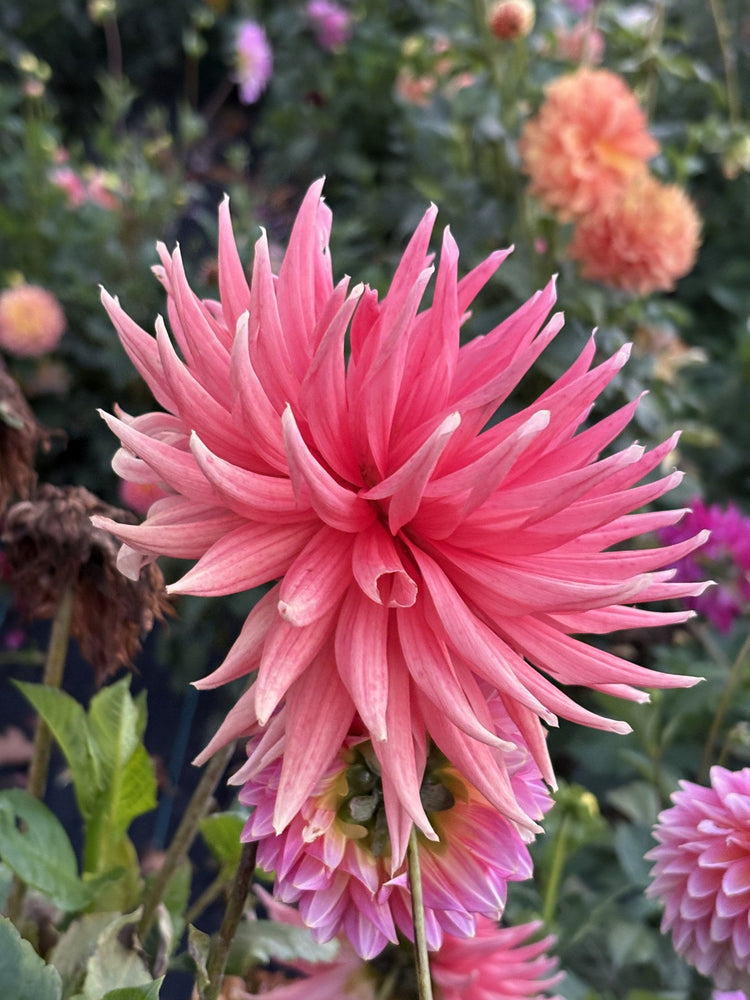 Chi Ef 25 dahlia