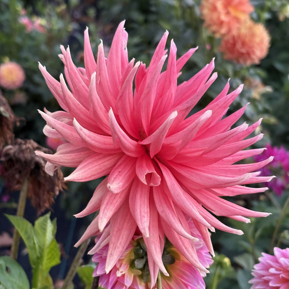Chi Ef 25 dahlia