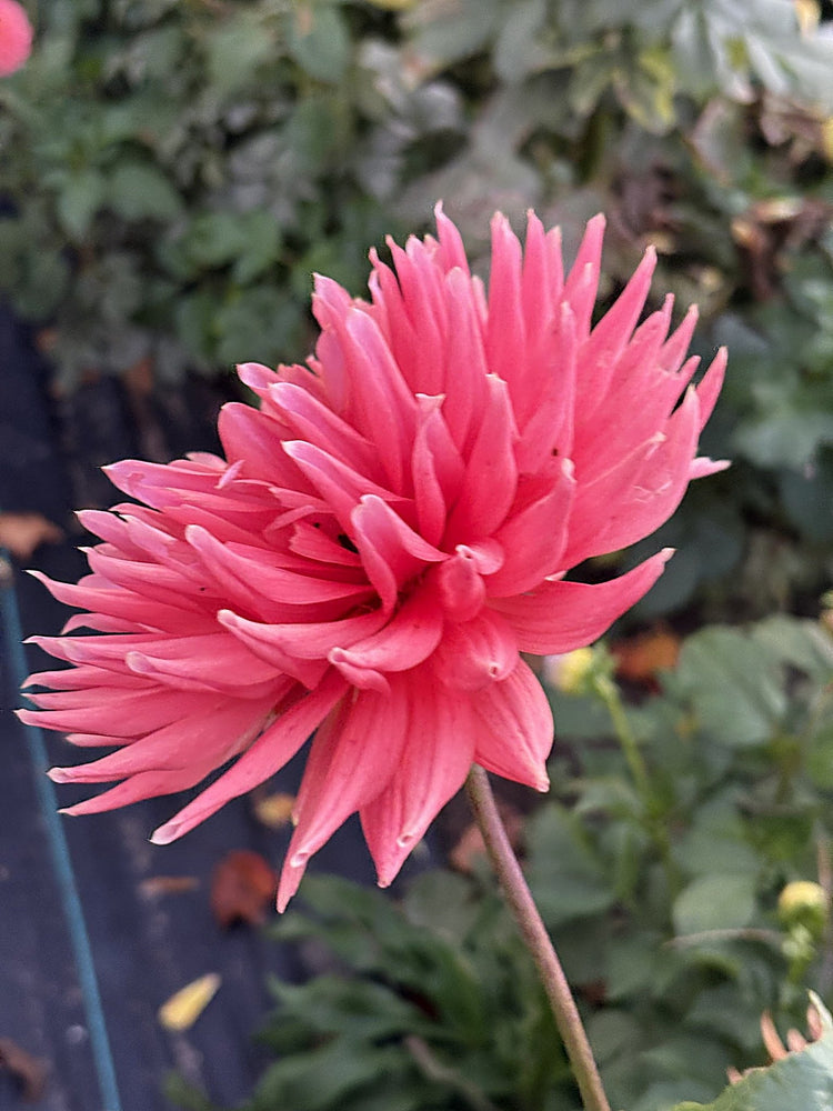 Chi Ef 25 dahlia