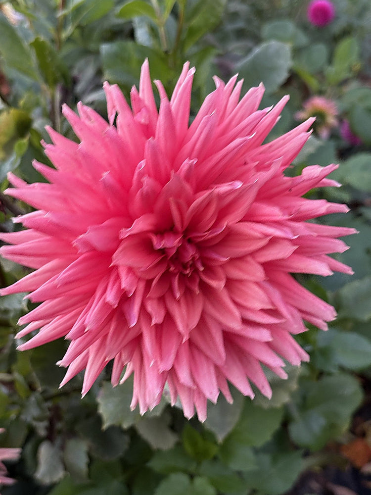 Chi Ef 25 dahlia