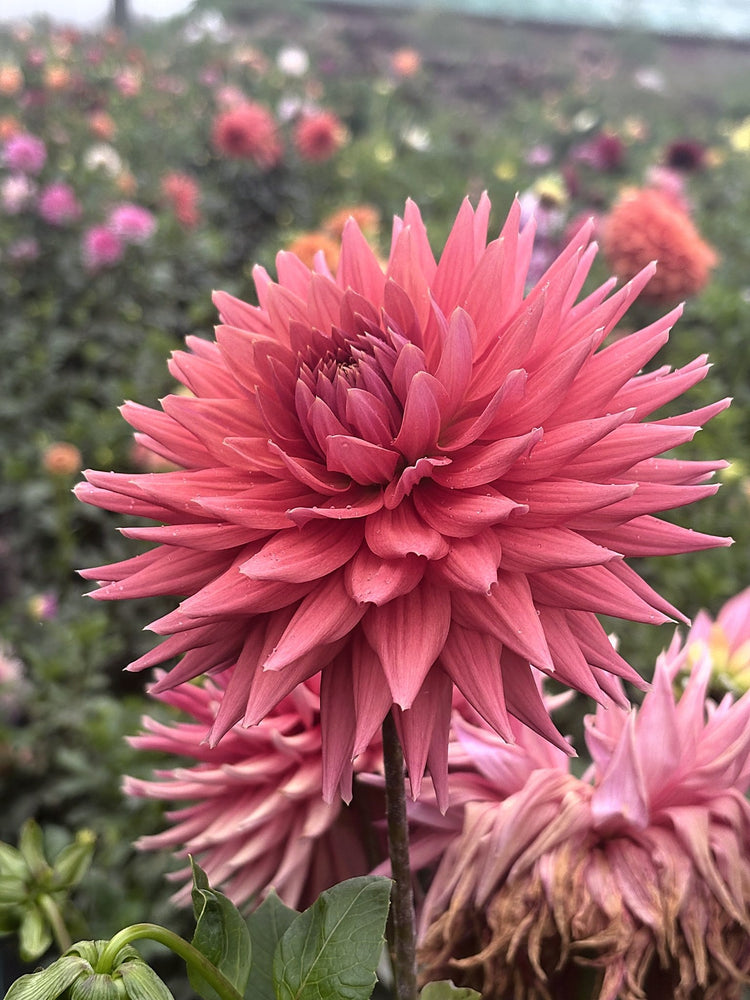 Chi Ef 25 dahlia