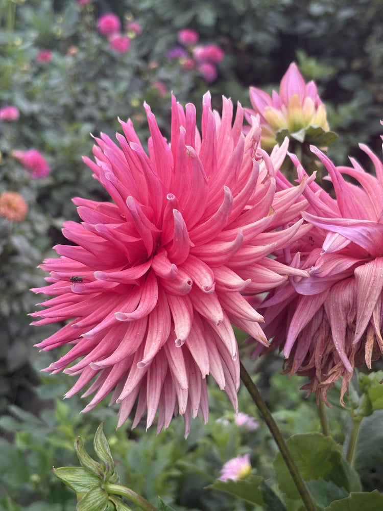 Chi Ef 25 dahlia