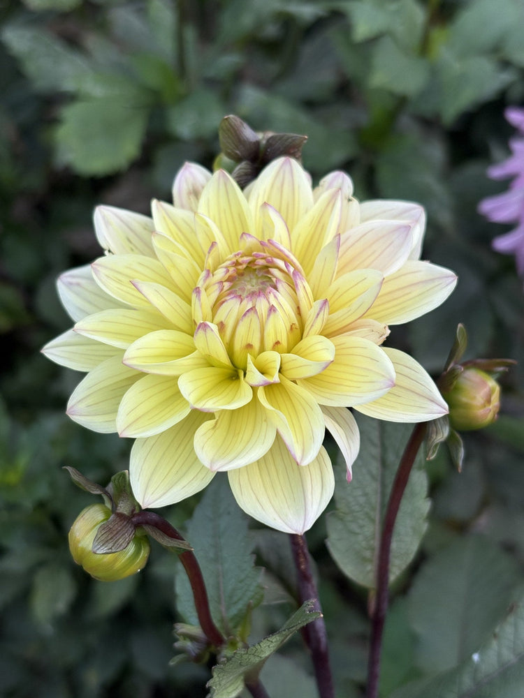 Chianti dahlia