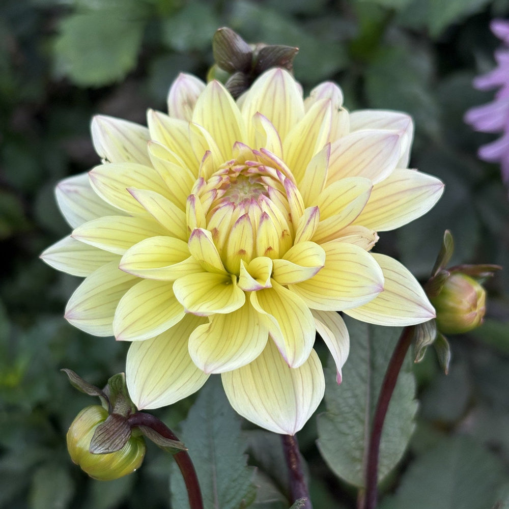 Chianti dahlia
