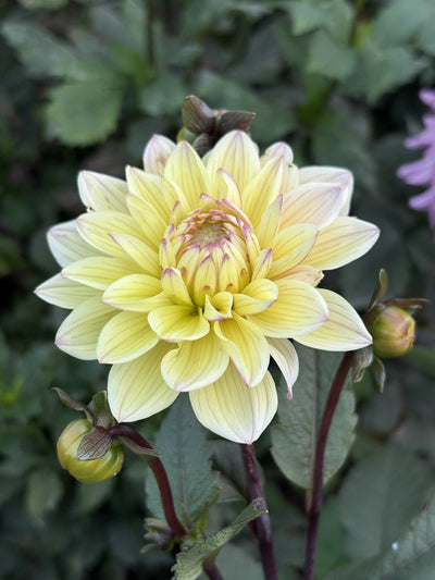 Chianti dahlia