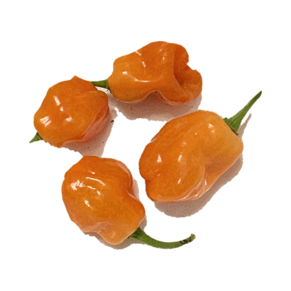 Chichen Itza Orange Habanero
