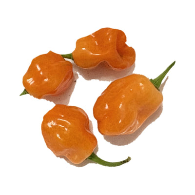 Chichen Itza Orange Habanero