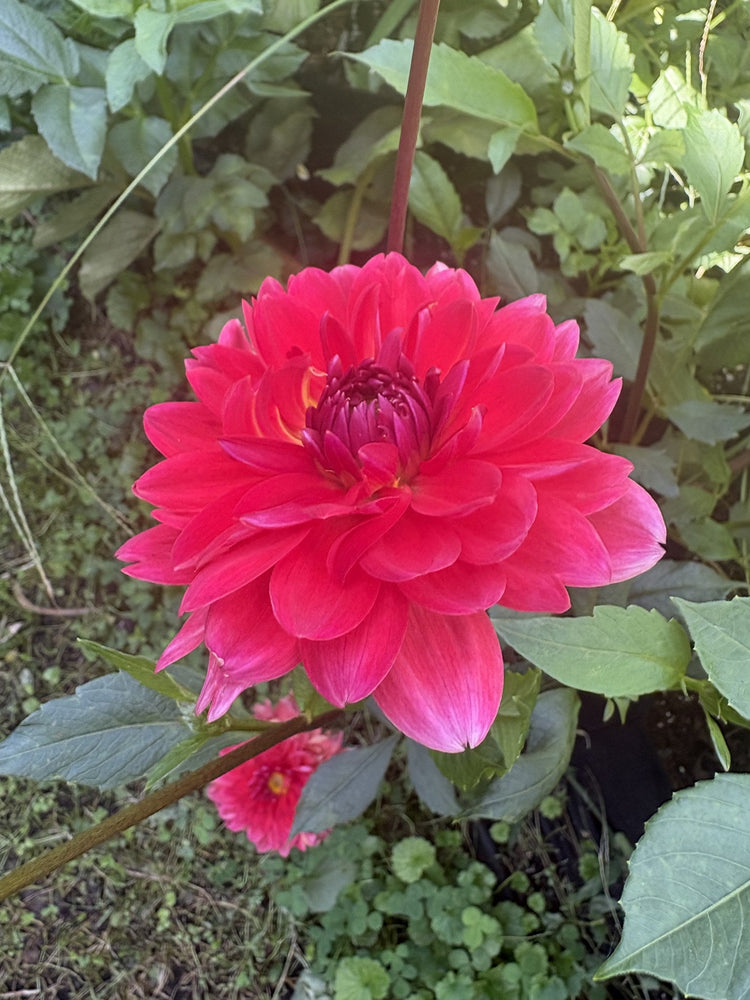 Christopher Taylor dahlia