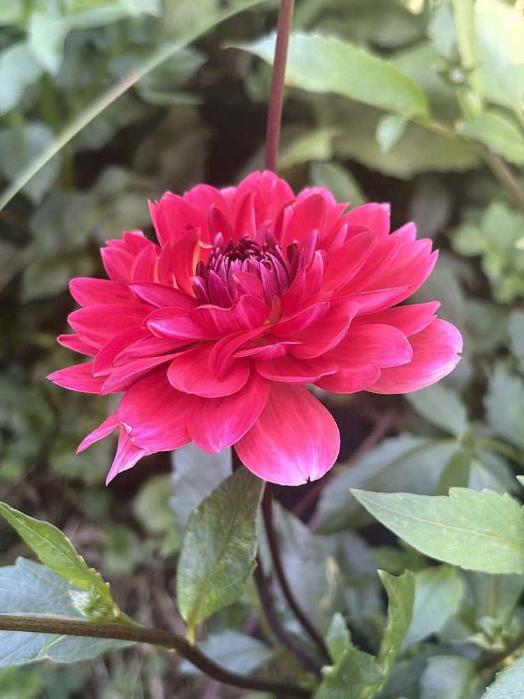 Christopher Taylor dahlia