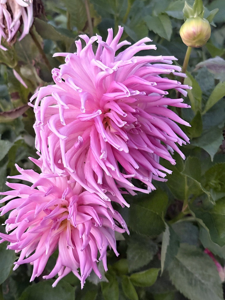 Clearview Birdsnest dahlia