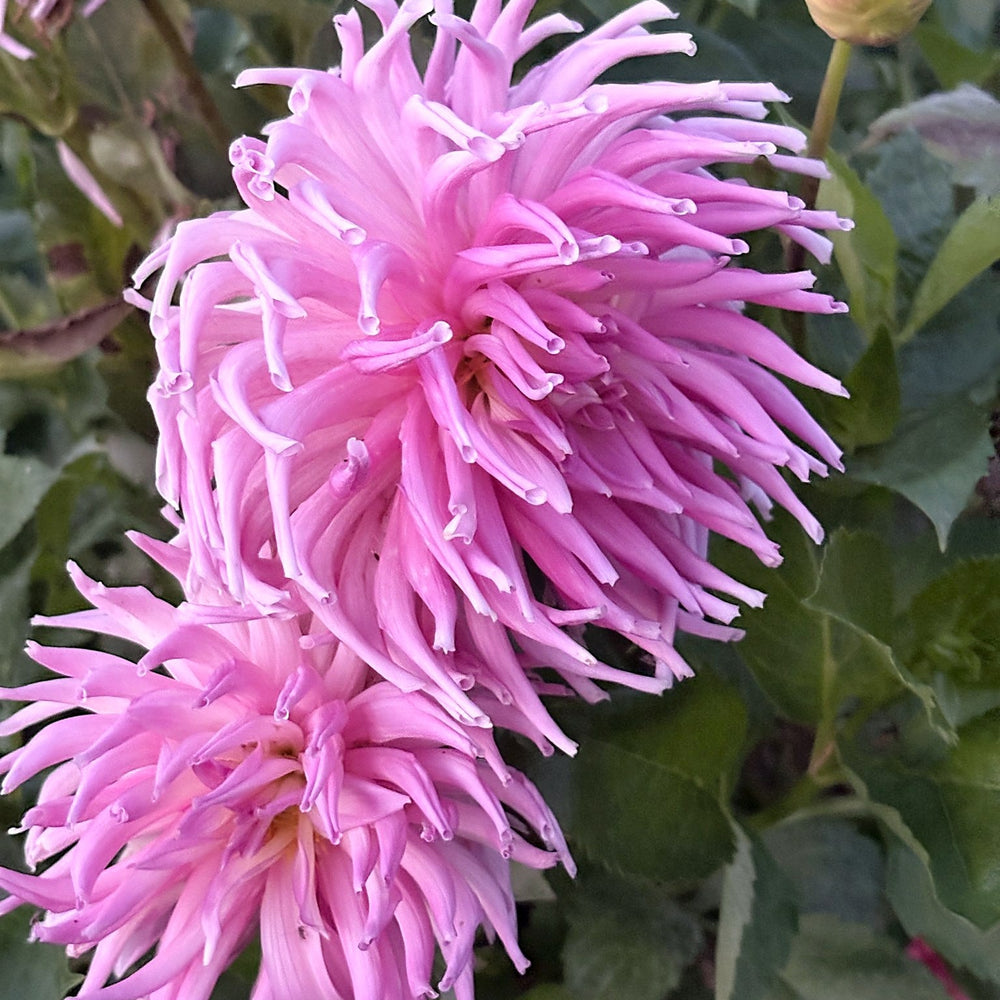 Clearview Birdsnest dahlia