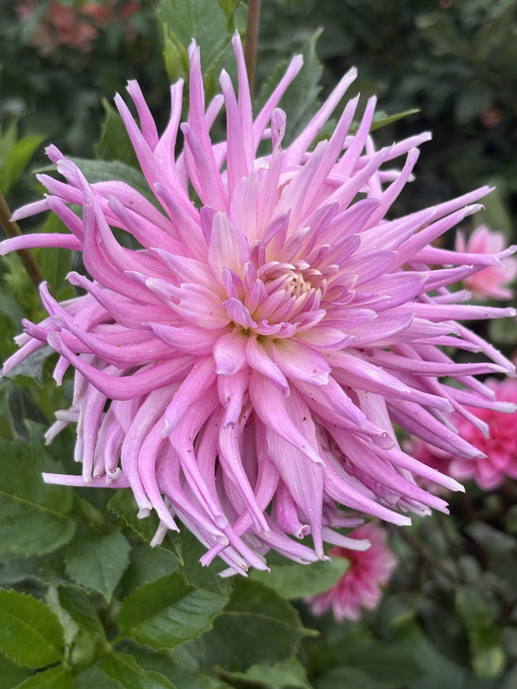 Clearview Birdsnest dahlia