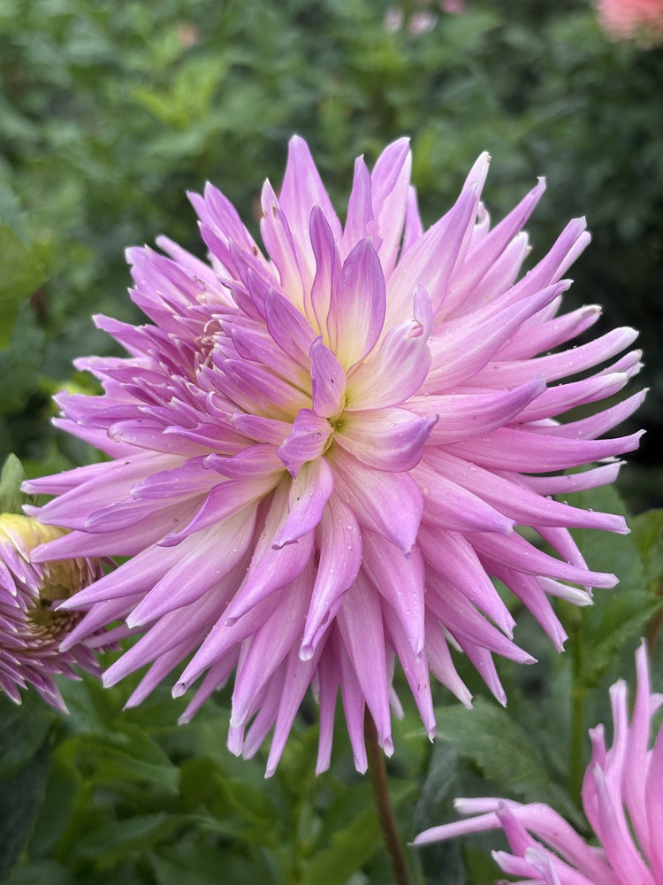 Clearview Birdsnest dahlia