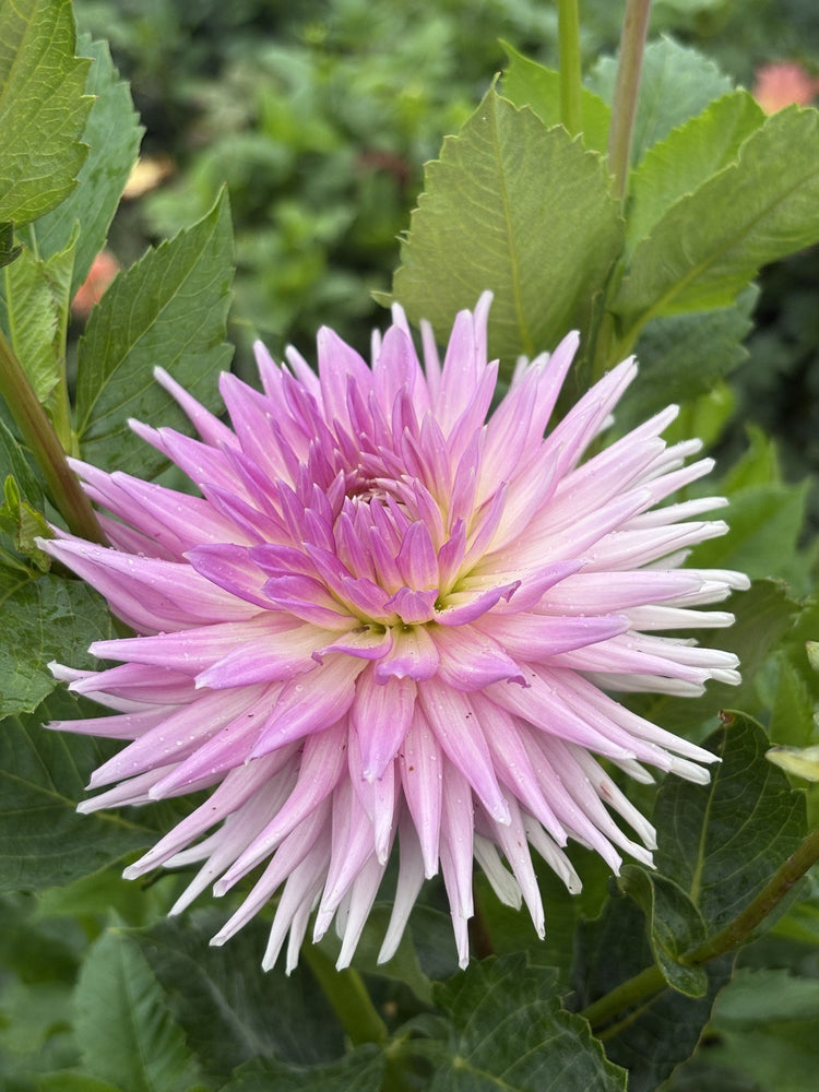 Clearview Birdsnest dahlia