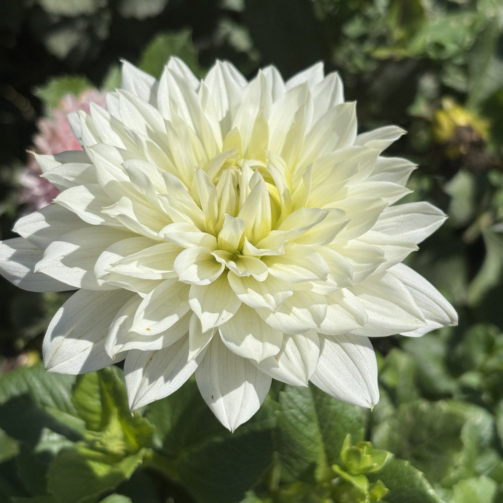 Clearview Edie dahlia