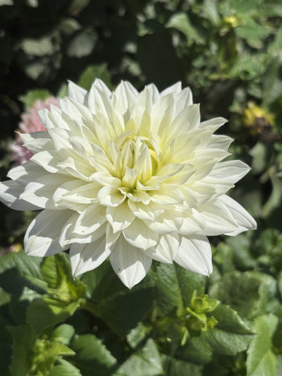Clearview Edie dahlia