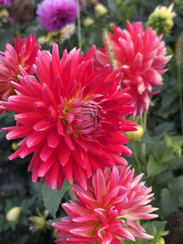 Clearview Embers dahlia