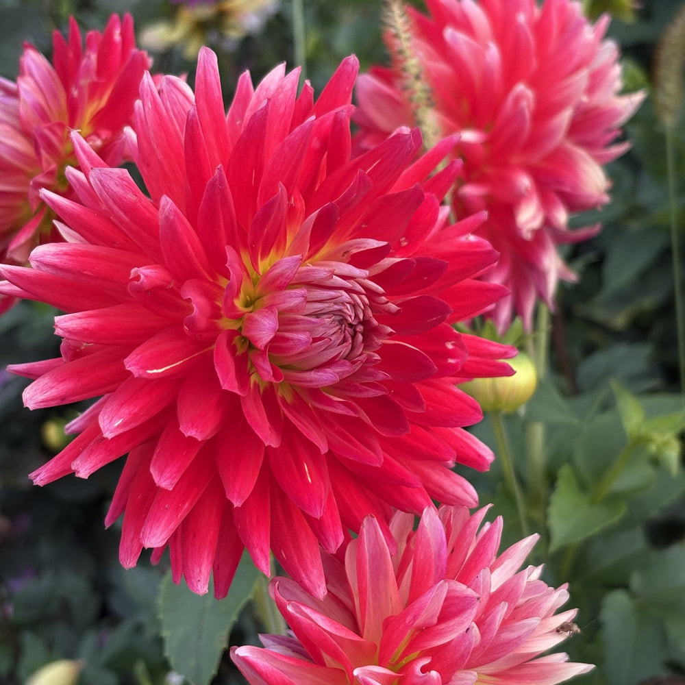 Clearview Embers dahlia