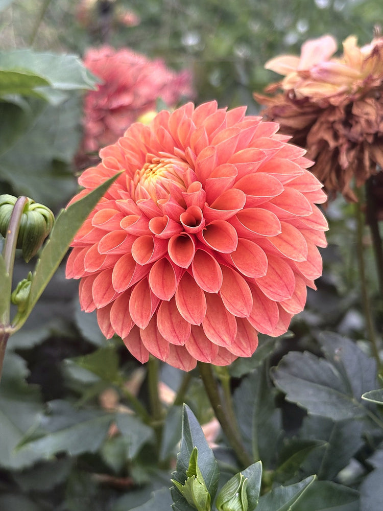 Clearview Emma dahlia