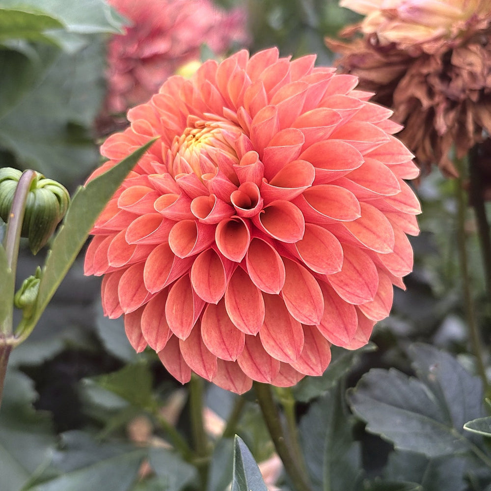 Clearview Emma dahlia