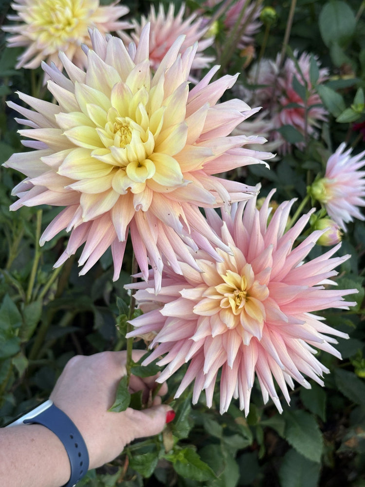 Clearview Jonas dahlia