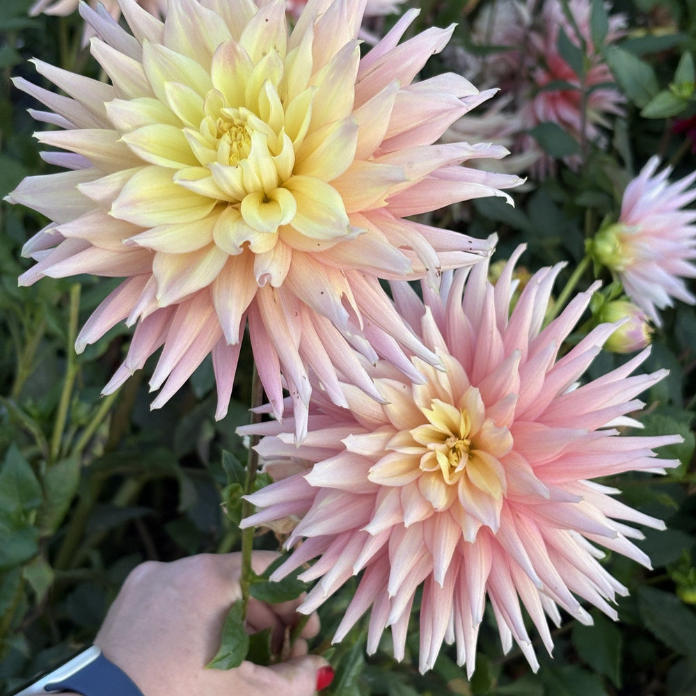 Clearview Jonas dahlia