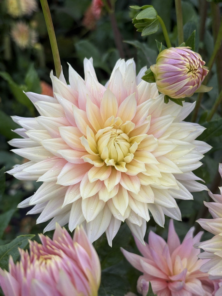 Clearview Jonas dahlia