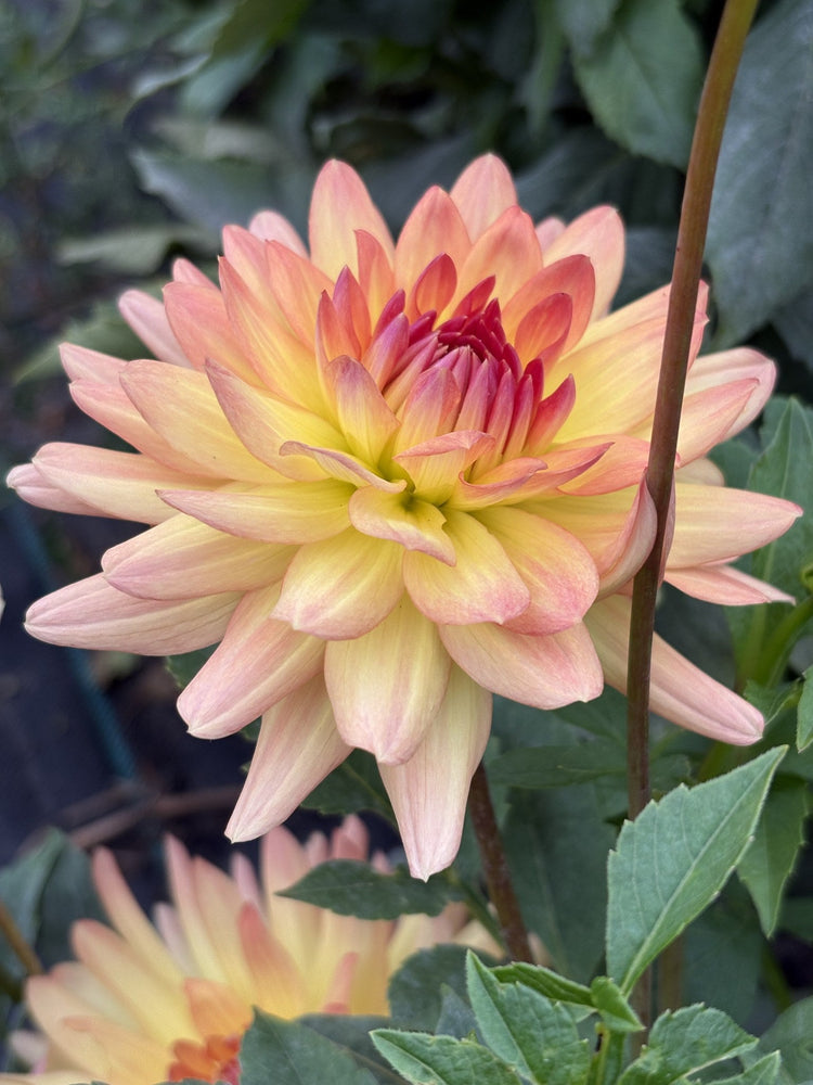 Clearview Louise dahlia