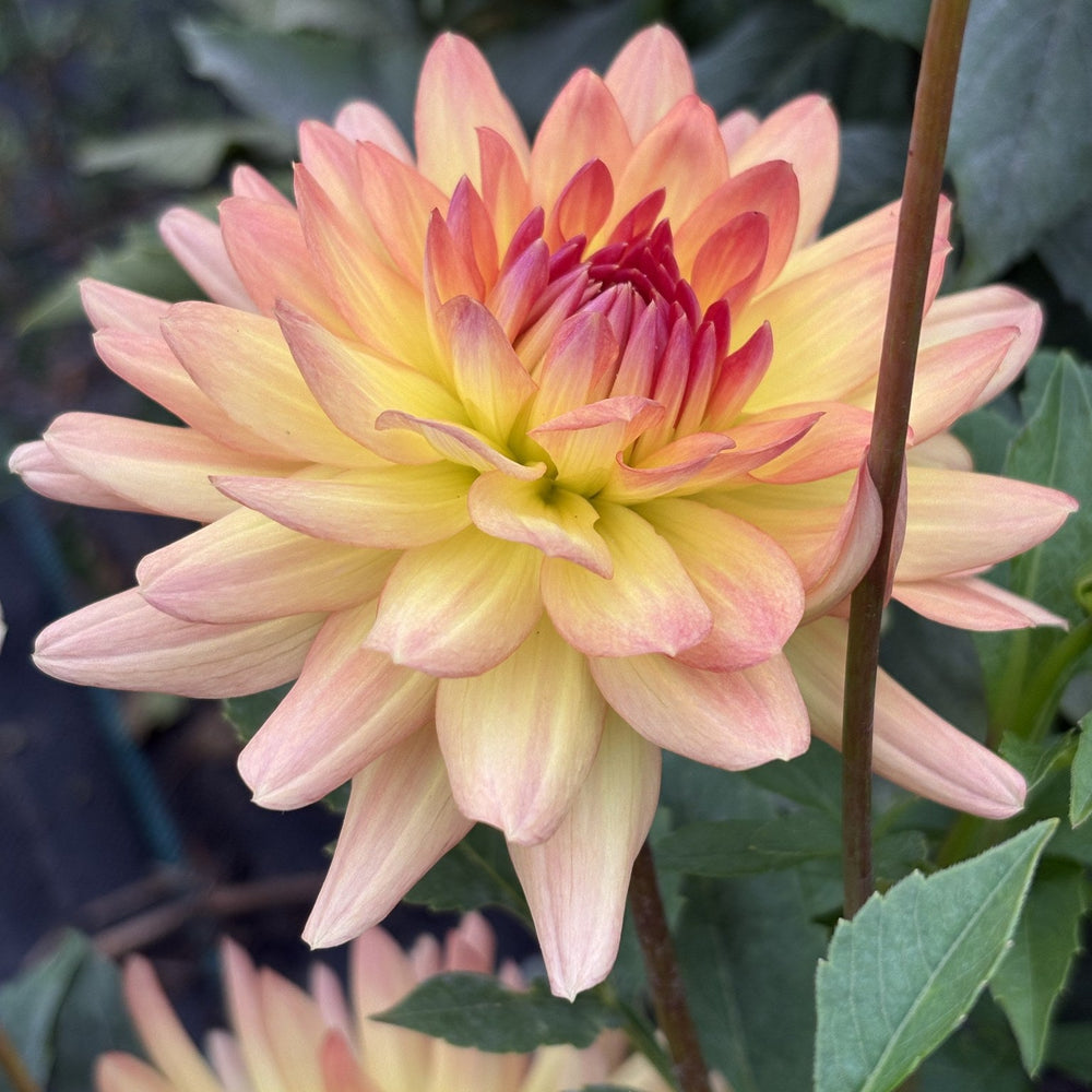 Clearview Louise dahlia