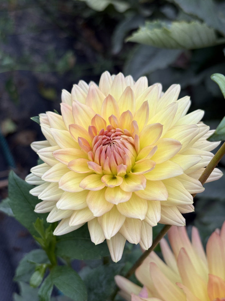 Clearview Louise dahlia
